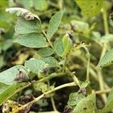 Borba protiv plamenjače krompira